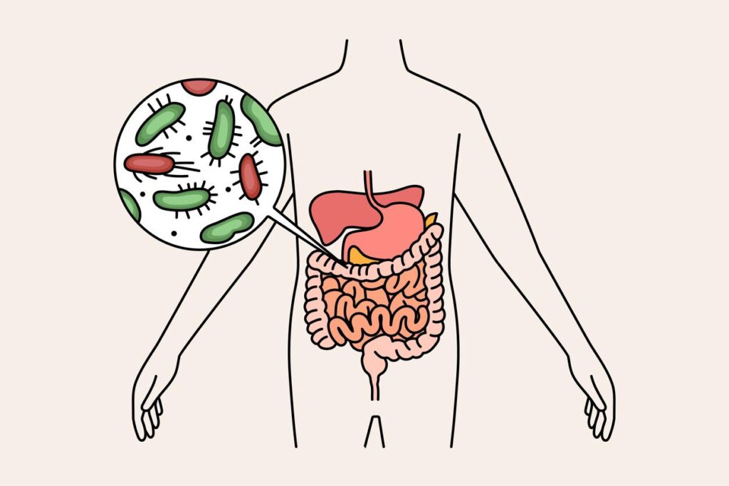 flore intestinale et obesite